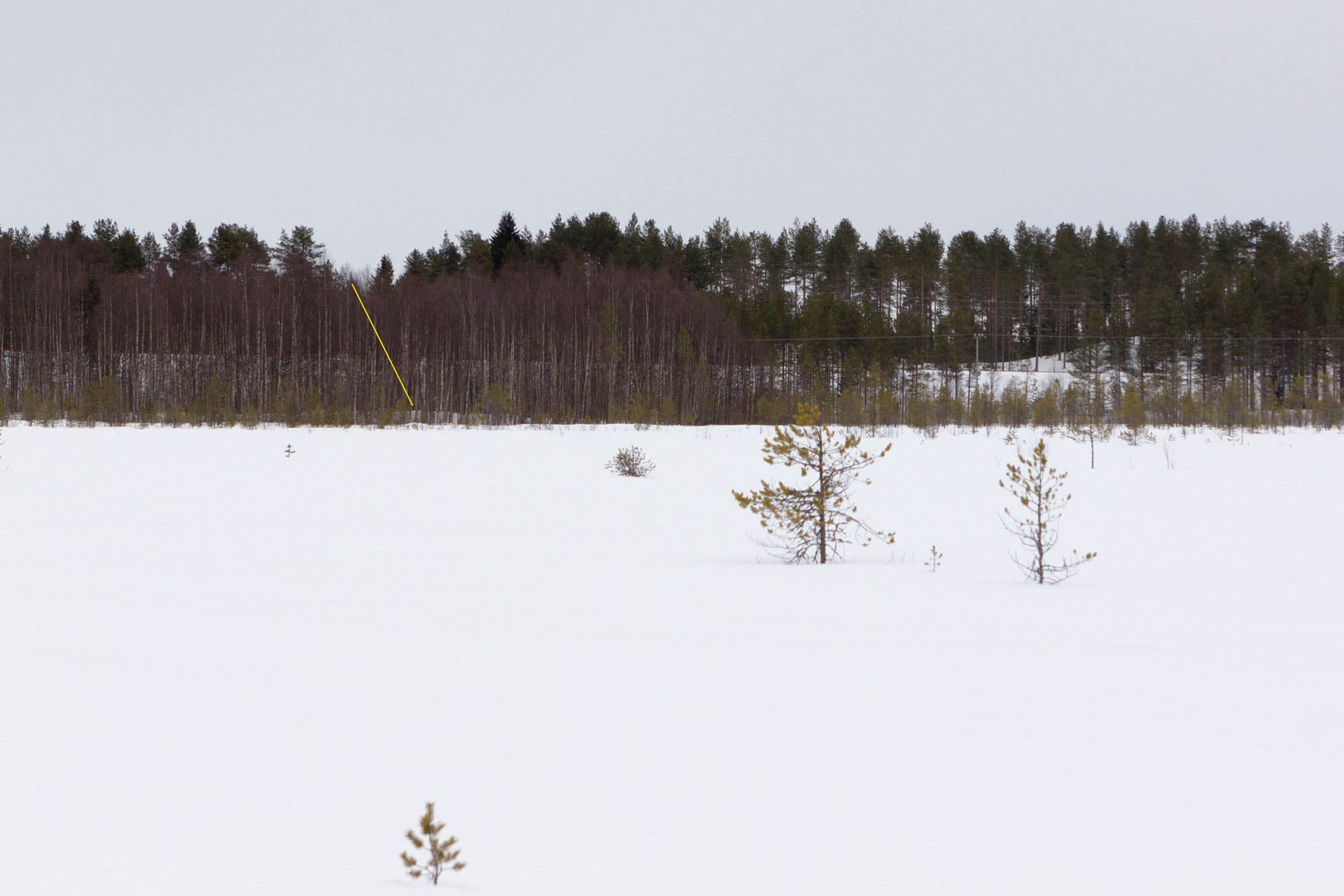 Samuli Susihukan valokuva Blackbird