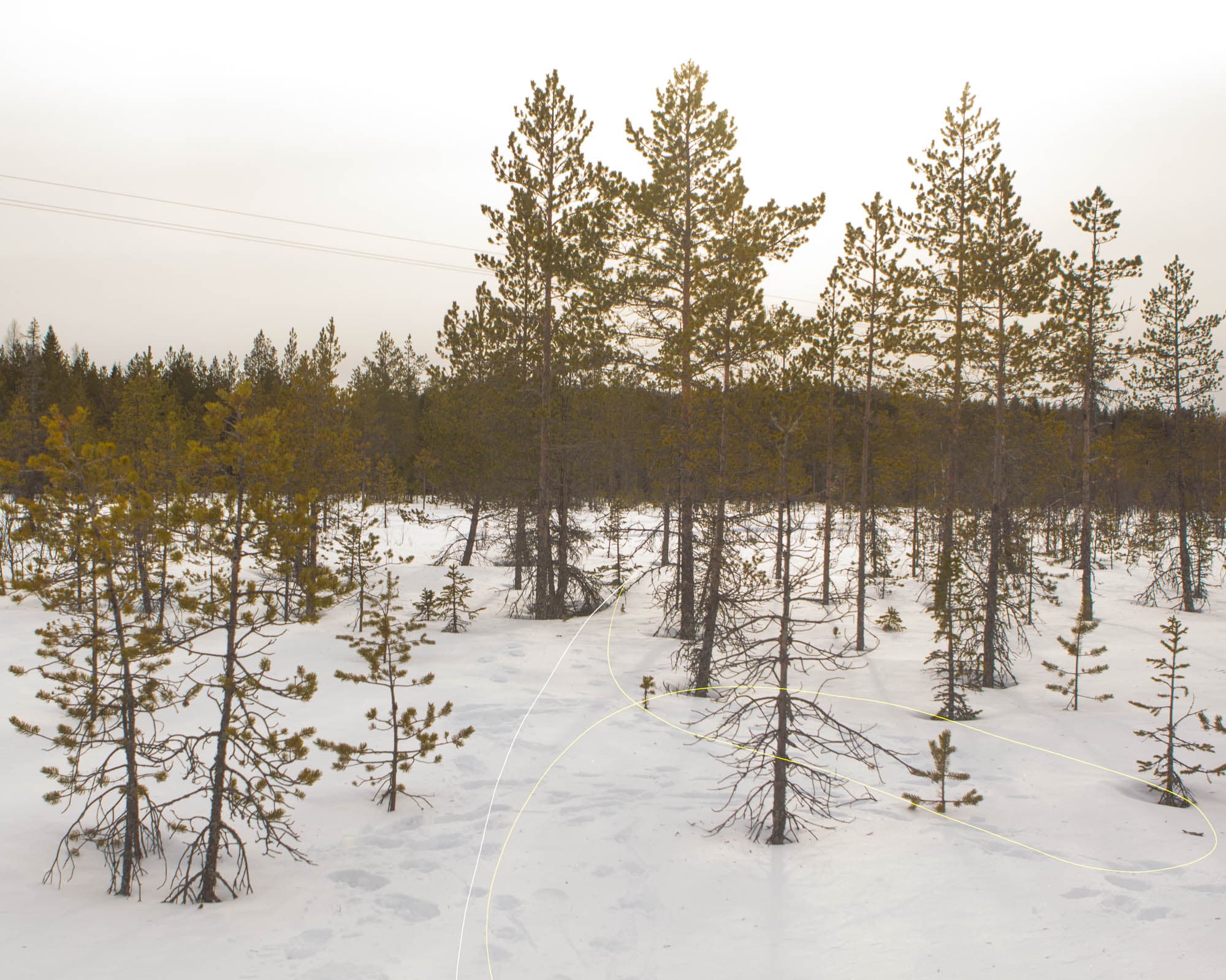 Samuli Susihukan valokuva Mikä lie