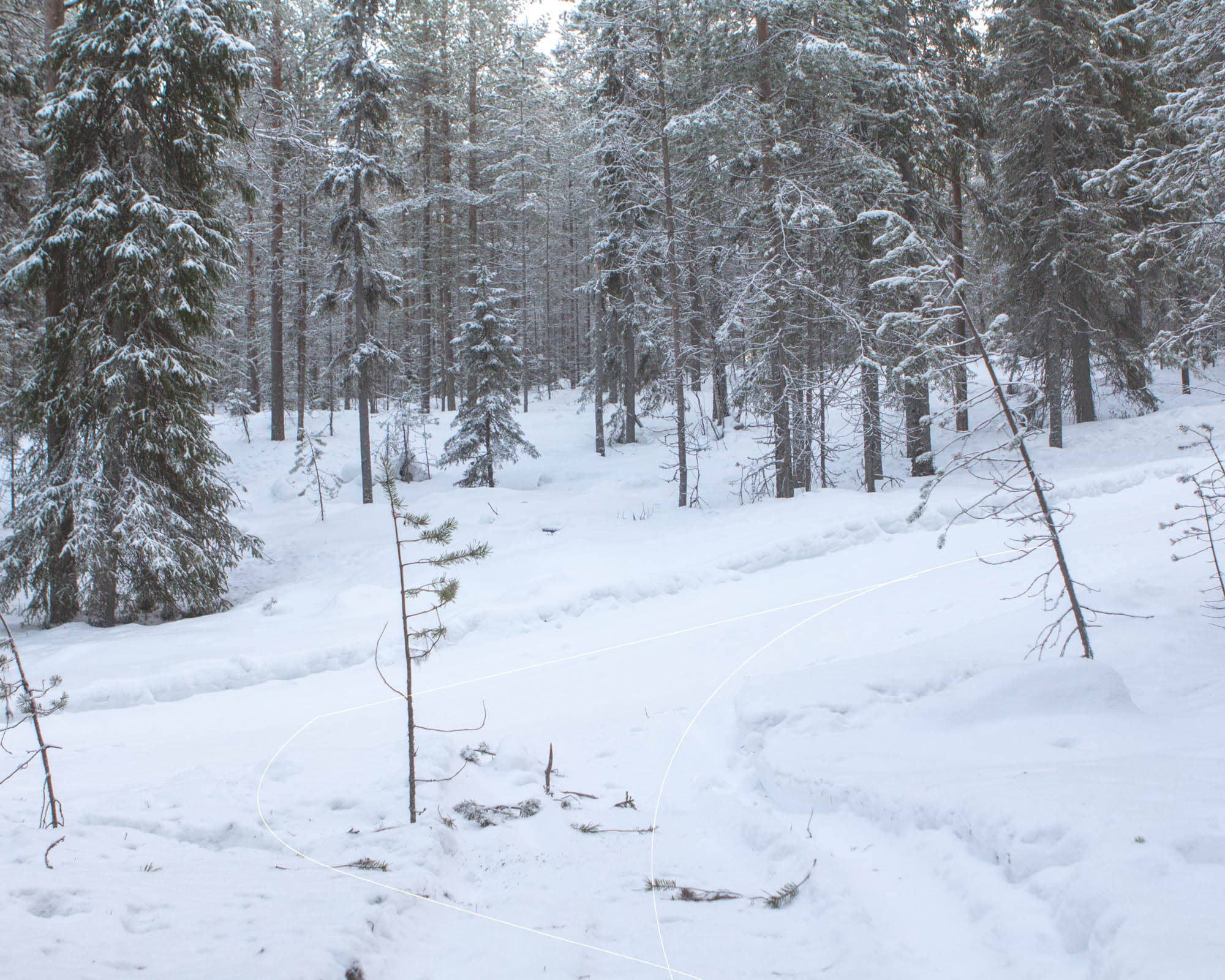 Samuli Susihukan valokuva Puu oli tiellä